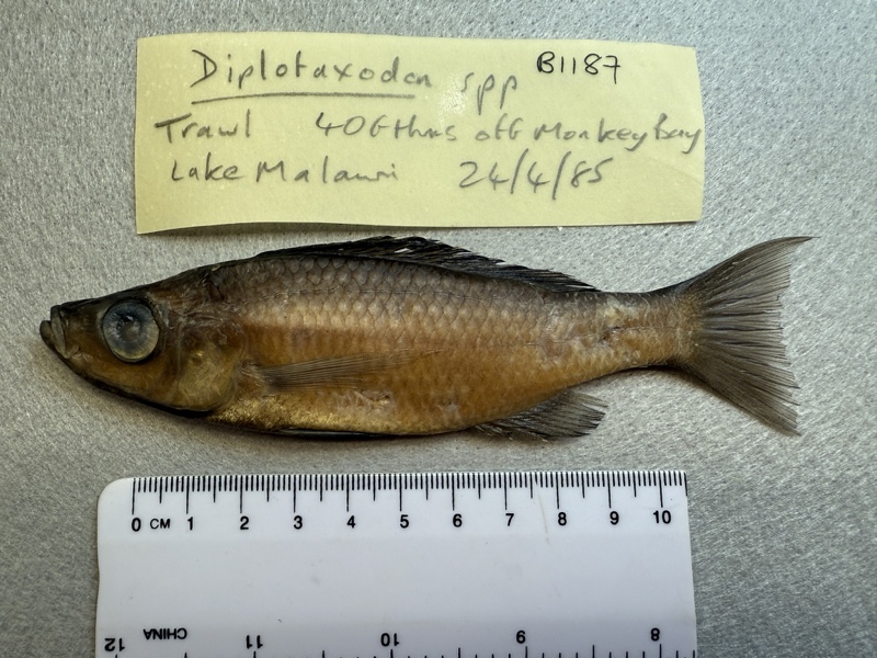 Diplotaxodon dentatus 'Monkey Bay'